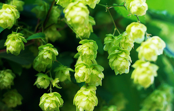 About our Brewery